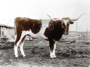 bevo1917.jpg