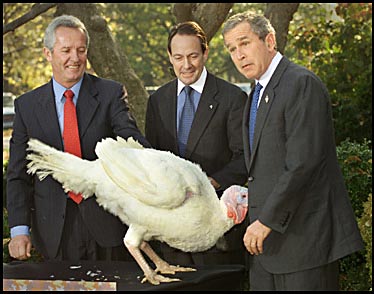 bush_turkey.jpg